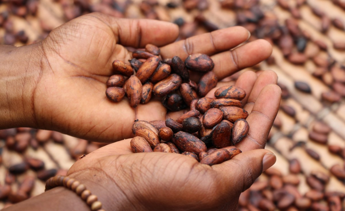 Ghana and Ivory Coast Boycott Cocoa Meeting in Brussels