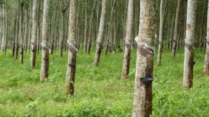 Ivory Coast Seeks Cambodia Partnership to Develop Rubberwood Industry