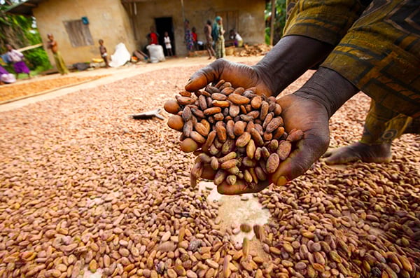 Brazil suspends cocoa bean imports from Ivory Coast