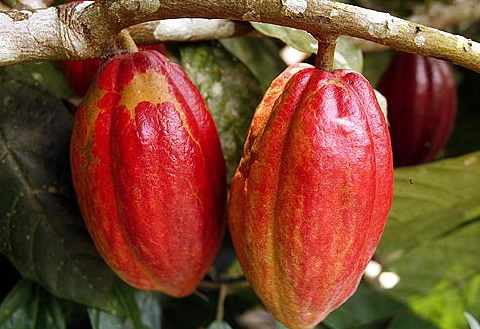 Ghana&rsquo;s cocoa gamble: Why paying farmers double Ivory Coast&rsquo;s price may be smart economics