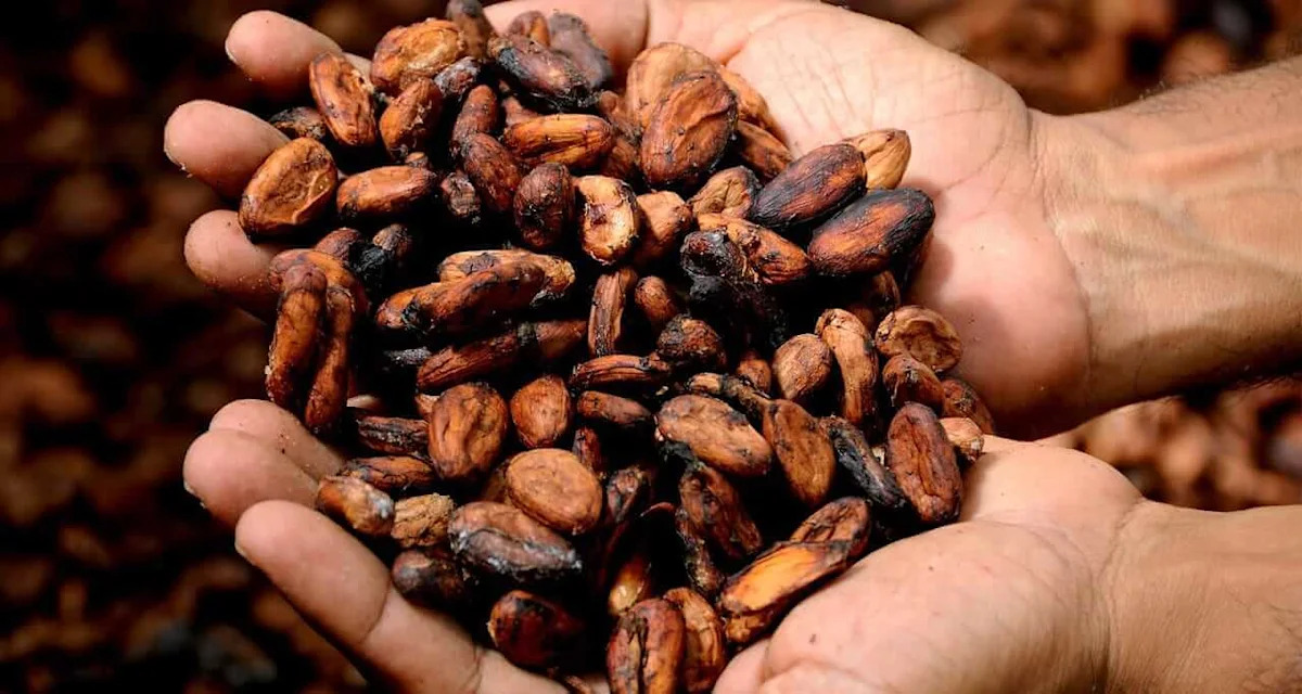 Signs of Adequate Supplies Weigh on Cocoa Prices